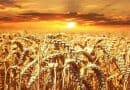 Мукомольное производство для пищевой промышленности