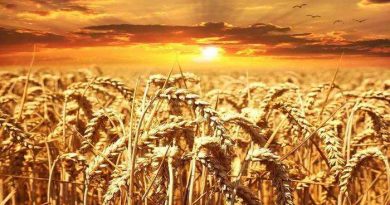 Мукомольное производство